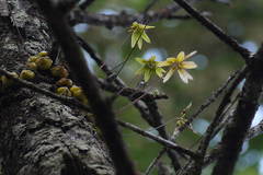 Bulbophyllum fimbriatum
